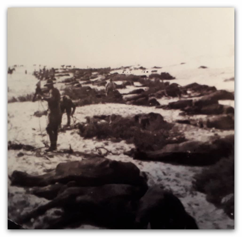 ANZACs shooting their horses 1