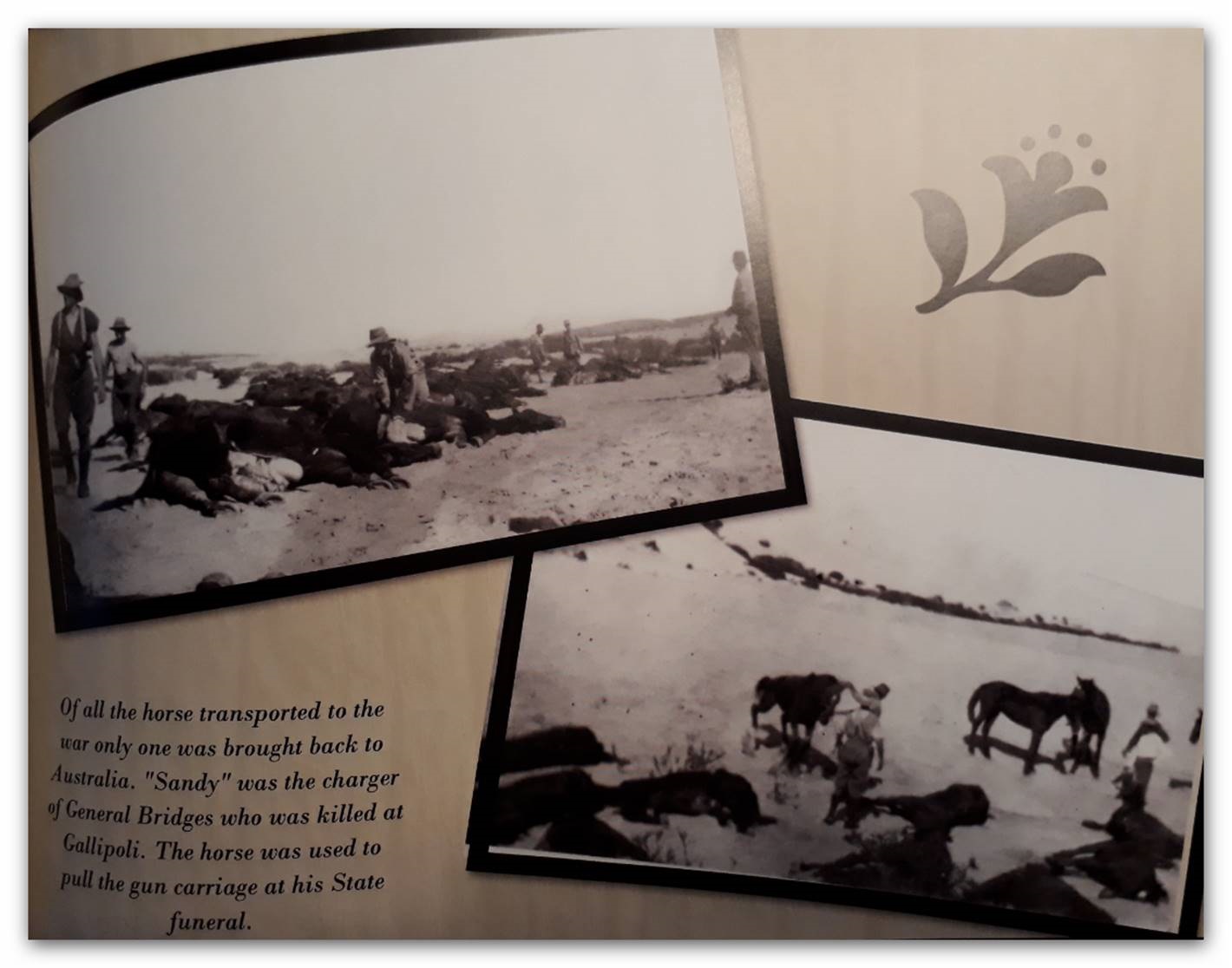 ANZACs shooting their horses 2