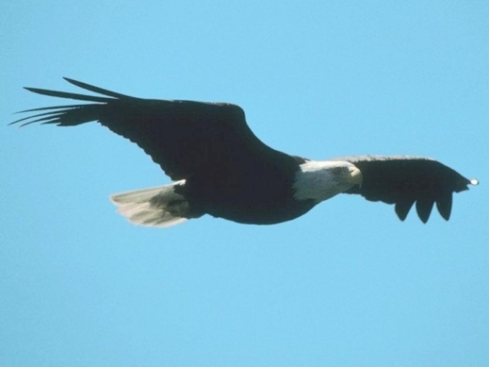 Bald Eagle Soaring