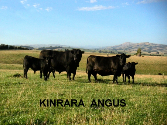 Kinrara Angus