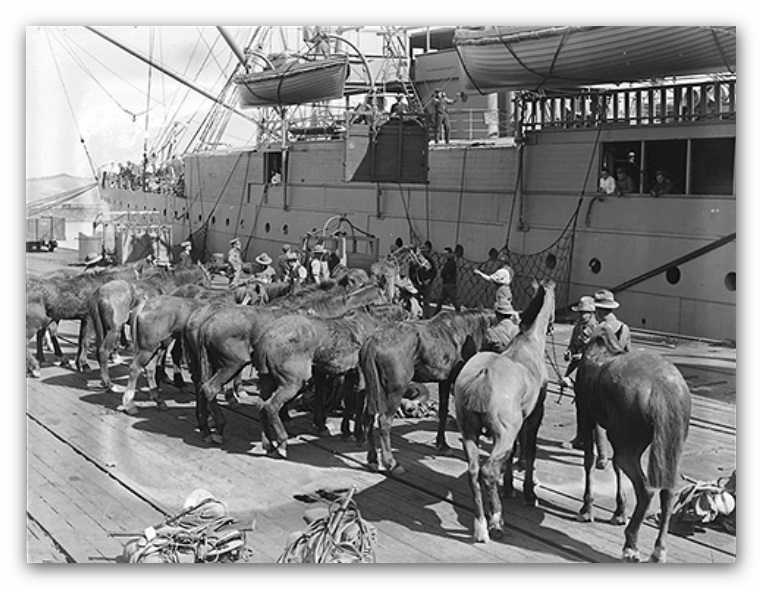 Loading CMR horses at Lyttelton