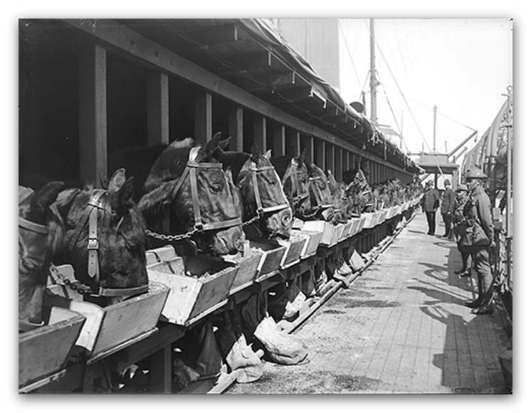The horse stalls on board transport 2. Published in the Weekly Press 30 September 1914 page 29